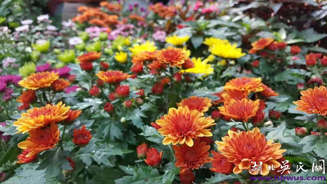 吳大升:烈士垂千古 金韻揚九州 吳大升:烈士垂千古 金韻揚九州